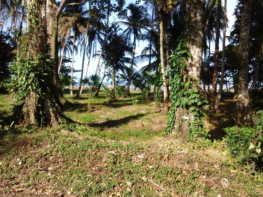 肯那奇山林小屋 Puerto Viejo de Talamanca 外观 照片